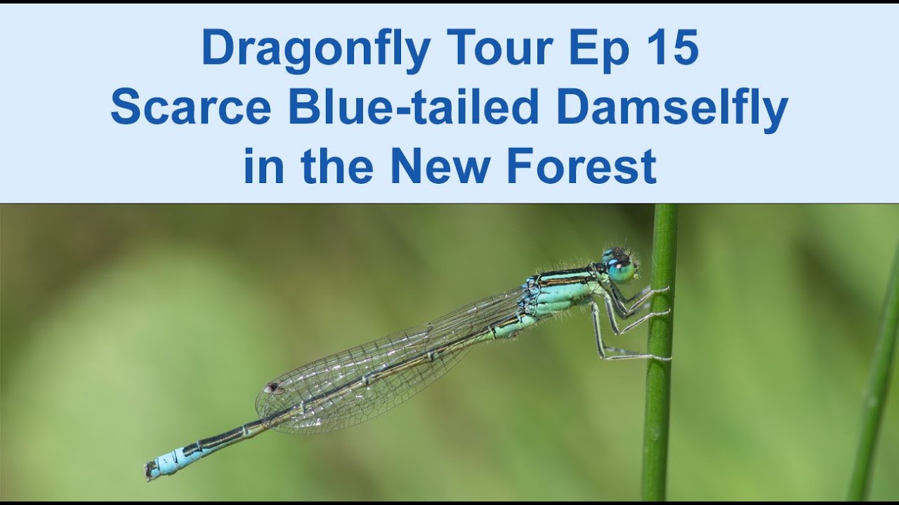 Dragonfly Tour Episode 15 Scarce Blue-tailed Damselfly in the New Forest