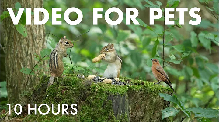 Video 10487091: canadian forest, cat pets