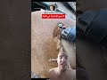 ألة تزيل شعر الخيل 🐎