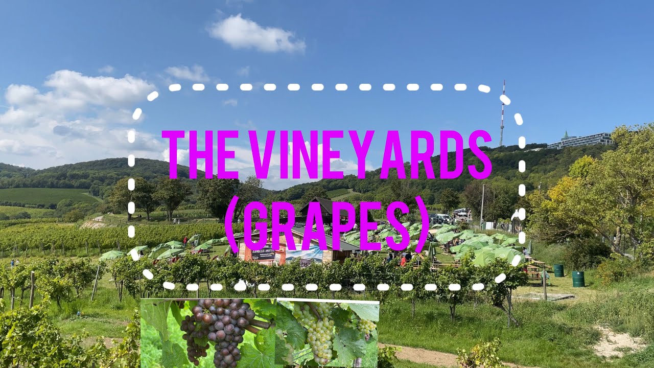 THE VINEYARDS YouTube