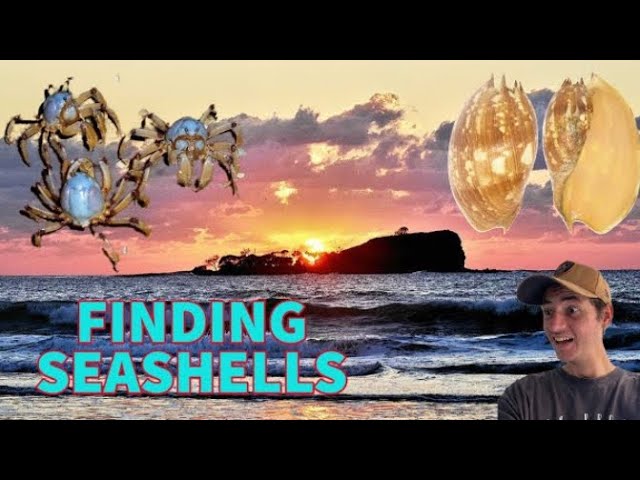 How to Clean Seashells After Your Beach Trip - 2 Bees in a Pod