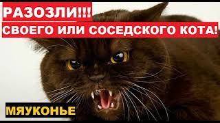 🐱МЯУКАНЬЕ и ШИПЕНИЕ КОТА! ДОВЕДИ СВОЕГО ДО ИСТЕРИКИ! ПРИКОЛ НАД СВОИМ КОТОМ! ВАША КОШКА БУДЕТ... ☠️