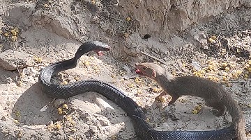 Mongoose vs Snake | wildlife Jogi