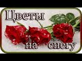 Красивая инструментальная музыка   "Цветы на снегу" - Павел Ружицкий