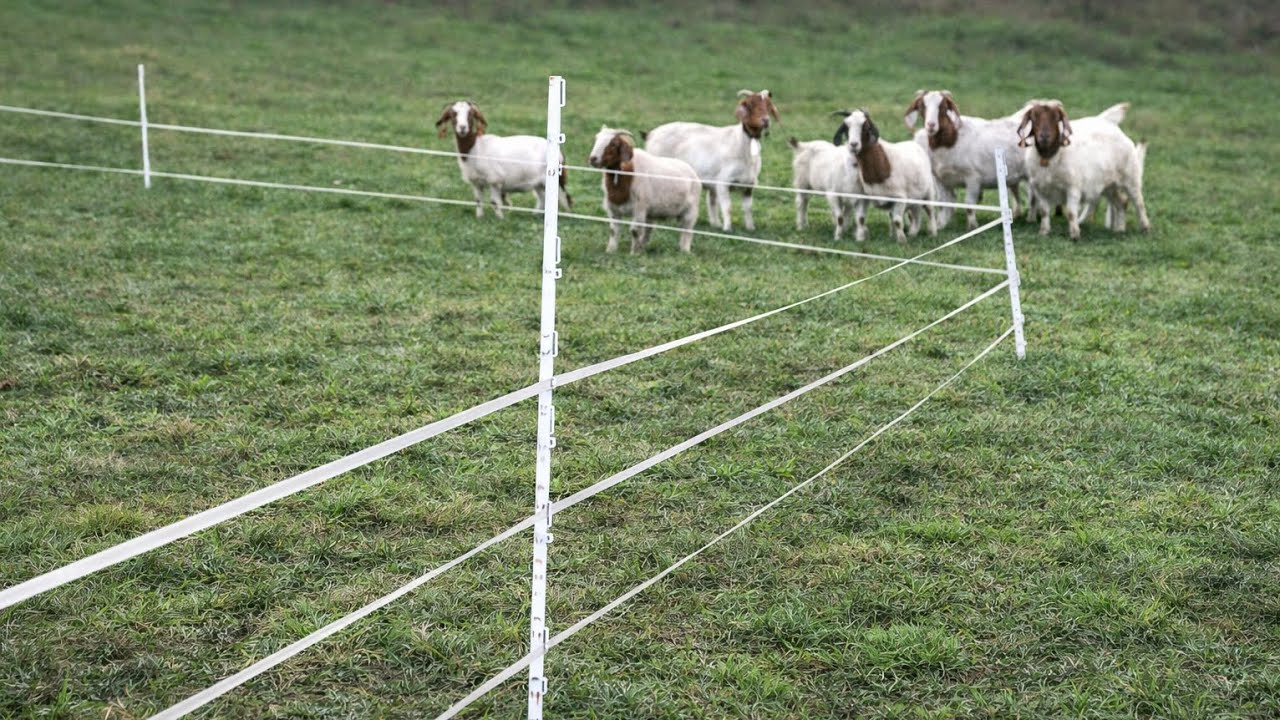 OGRAĐIVANJE PAŠNJAKA TRAKOM I PLASTIČNIM STUPOVIMA