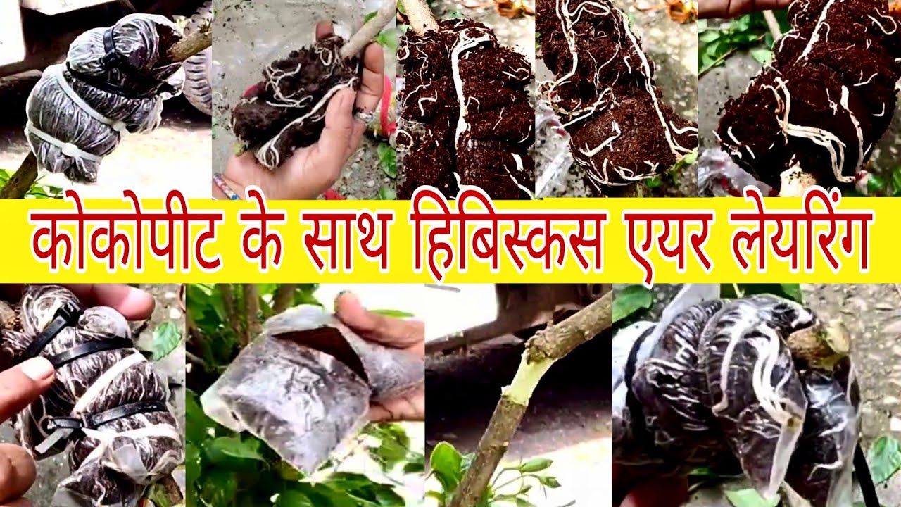 हिबिस्कस के पौधे, एयर लेयरिंग  | कोकोपीट के साथ हिबिस्कस एयर लेयरिंग | हिबिस्कस एयर लेयरिंग