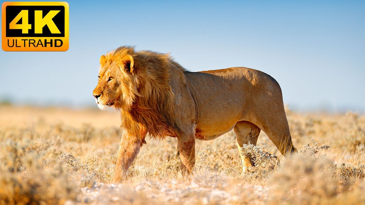 Африканские животные в 4K: Национальный парк Масаи-Мара — видео об африканской дикой природе