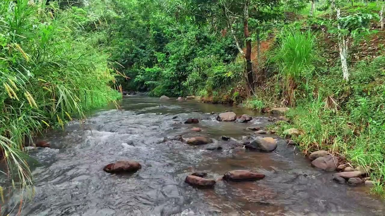 Clear Jungle River Flow Over Stones for Deep Focus and Relaxation