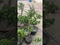 Jurmat plants #luckyplants #gardeningpointds #viral #plant