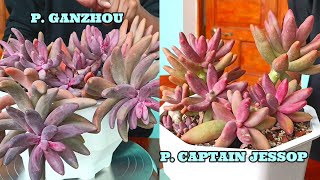 DOS SUCULENTAS SIMILARES #pachyphytum #pachysedum