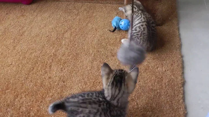 Watch the video about My stunning Bengal/Siamese cross kittens 8 weeks old