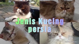 Ciri dan Perbedaan Kucing Persia Exotic, Peaknose, Flatenose dan Medium
