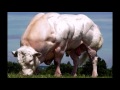 Бельгийская голубая порода КРС. The Belgian blue breed