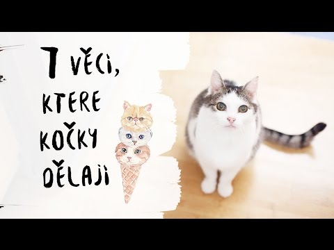 Video: Jaké Očkování Udělat Pro Domácí Kočku