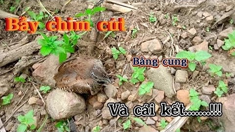 Bẫy chim cút rừng bằng cung cực đơn giản #bẫychimcút #baychimcutrung | Swn Bẫy Kênh