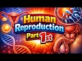 Human Reproduction part 1st for class 12th and Neet Best lecture 