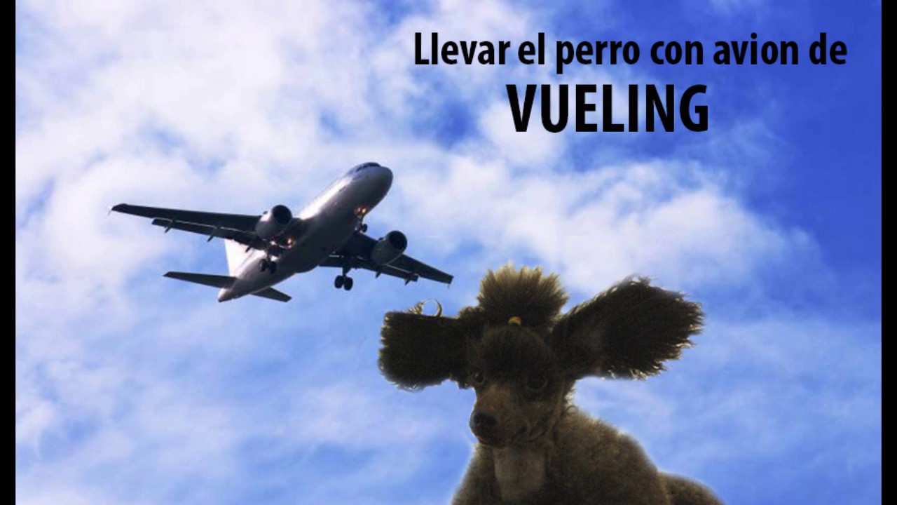 Llevar el perro en avion de VUELING Precios y condiciones - YouTube
