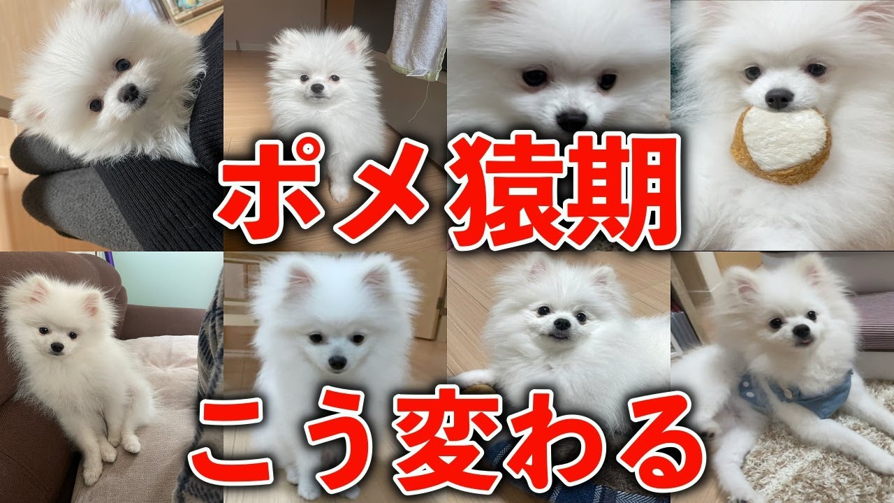 【こんなに変わる!】猿期開始から終了までの変化総まとめ【ポメラニアン】