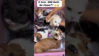 How Did These 6 Cats Stay Calm During Bath Time?! #cat #shorts #funny