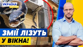 Небачена навала змій у Києві та області. Намагався стрибнути з мосту під потяг | Україна сьогодні