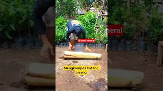 Membuat Kompos Batang pisang  #kompos #garden #berkebun #mediatanam