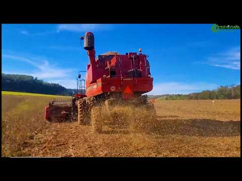 PARANA BEAN HARVEST