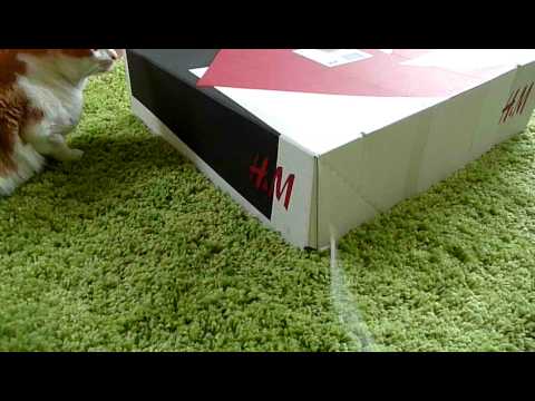 Sphynx Noong im Karton und Ling davor - in the box Part3 - Nr.71