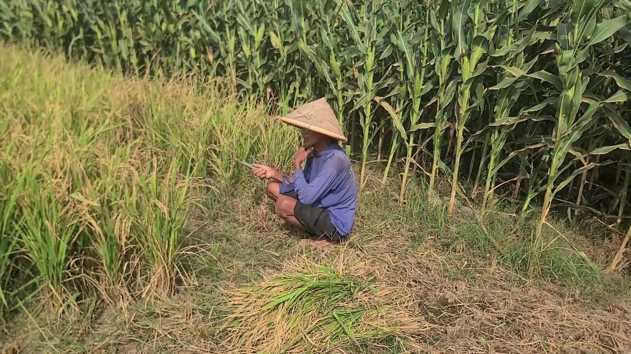 The Process of Cutting Rice Plants and Harvesting Using Traditional Techniques — Agriculture Farming