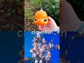 Sea Animal Names for Kids to Learn at the Stream: Clownfish Turtle Pufferfish Blue Shark Crab