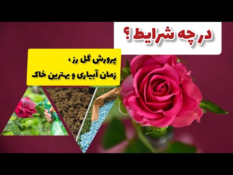 پرورش گل رز زمان درست آبیاری و خاک مناسب برای گل رز باغبان با قربان آزاد