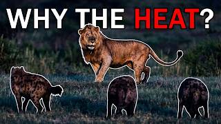 Why Lions And Hyenas Hate Each Other