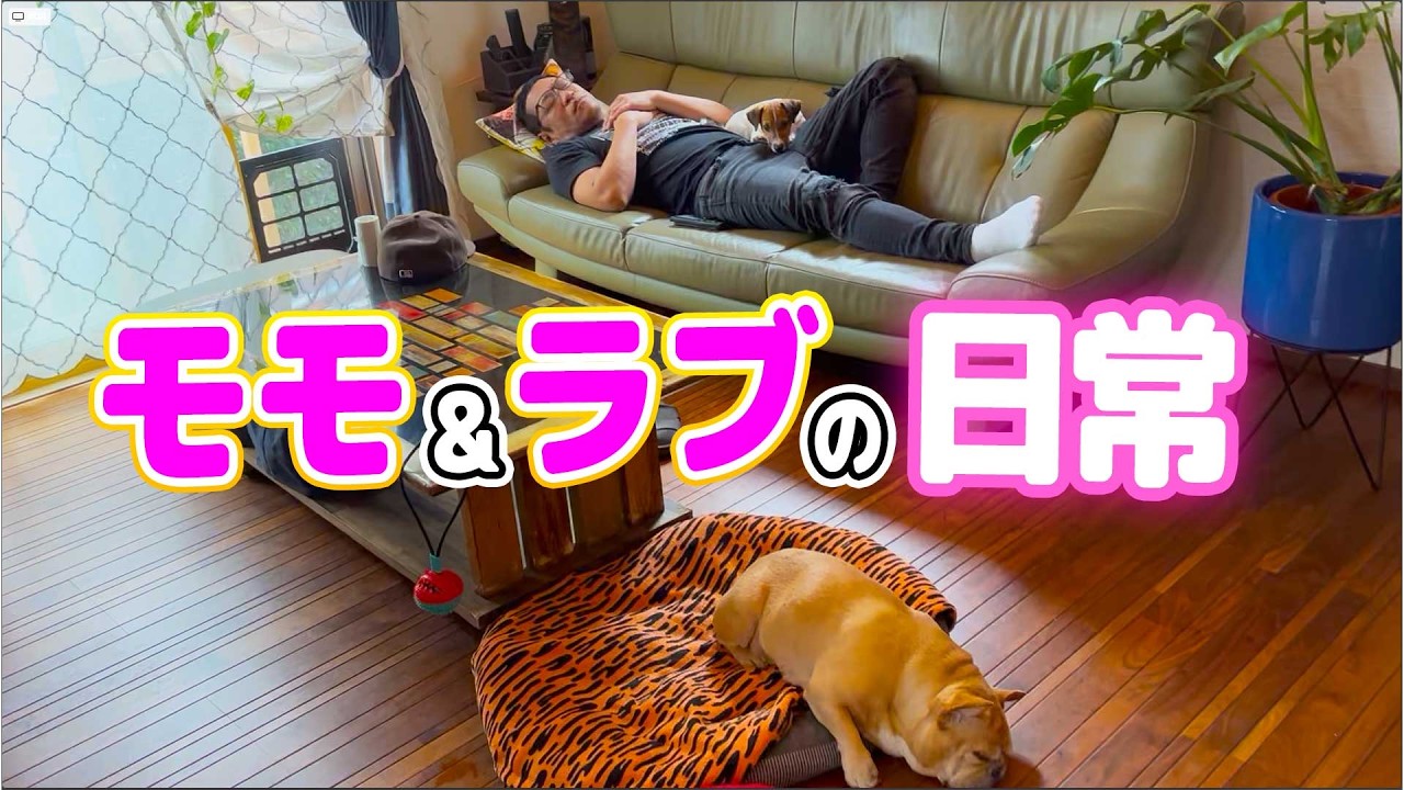 【あっという間におおきくなったラブちゃん🐶】ラブちゃんとモモちゃんのいつもの日常✨️生後３ヶ月〜４ヶ月の成長記録！モモちゃんと仲良しコンビ💕 #ジャックラッセルテリア #フレンチブルドッグ #子犬
