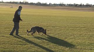 Chisu vom Drachenwolf IGP 2 Tracking