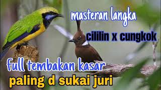 Master cililin vs cucak cungkok full tembakan , berjeda suara jernih..