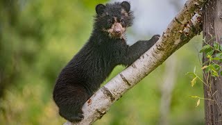 UK first: Twin Andean bear cubs born at Chester Zoo