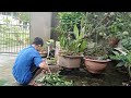 Pruning Ficus Bonsai | Mini Bonsai Styling for Compact & Powerful Shape