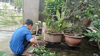 Pruning Ficus Bonsai | Mini Bonsai Styling for Compact & Powerful Shape