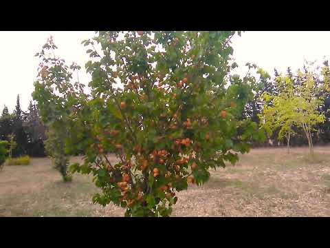 فيديو: كيف تغذي محاصيل الفاكهة في الربيع؟