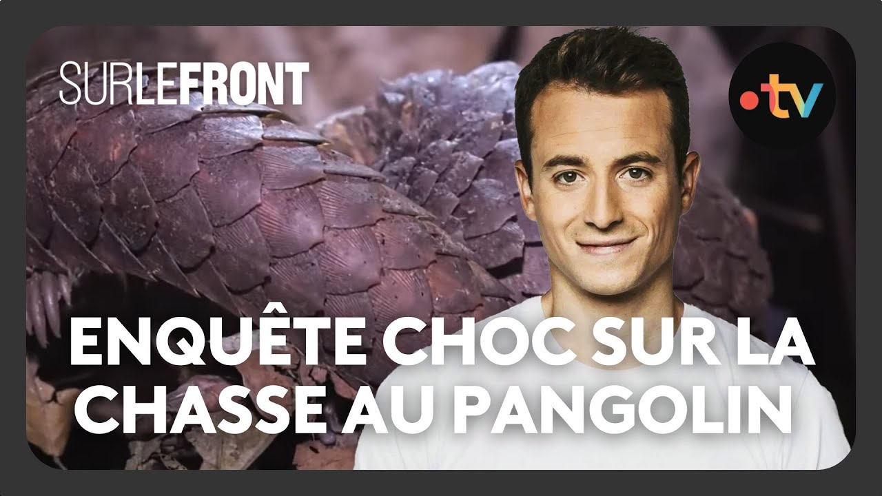 Enquête choc sur la chasse au pangolin - Sur le front avec Hugo Clément