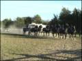 Concours d'attelage à Renfrew