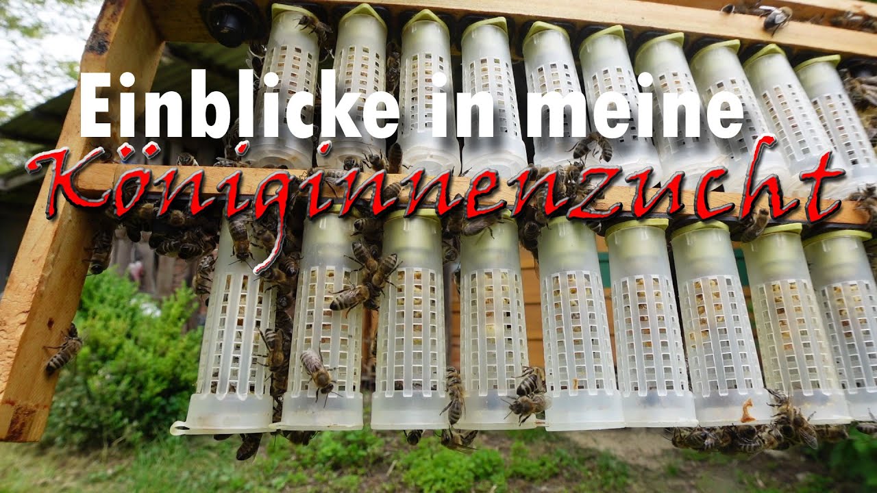 Einblicke in meine Königinnenzucht