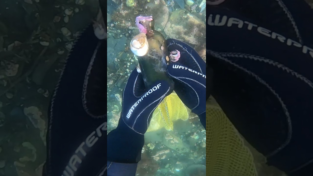 I love finding Halifax Hutchinson bottles! 