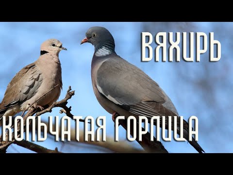 The Eurasian collared dove and the common wood pigeon. Similarities and  differences - YouTube