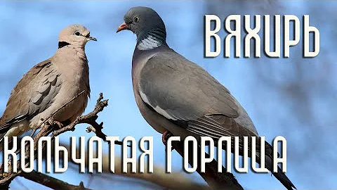 Дикий лесной голубь вяхирь и кольчатая горлица. Сходство и различия (Птицы России) Фильм 69