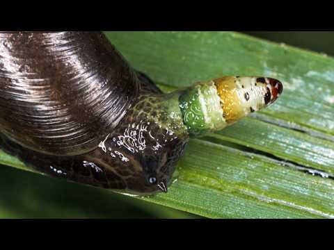 Zombie Snail. Mushrooms in St. Petersburg and Mytishchi Forest Park. Mikhail Vishnevsky