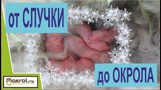Зимние окролы без подогрева маточника. Как сохранить крольчат и крольчиху. Зимние окролы без подогрева маточника. Как сохранить крольчат и крольчиху.