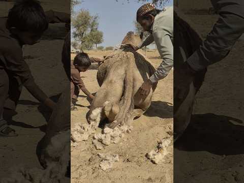 فقراء الصحراء يدفئون جمالهم في شدة البرد بوضع حرارة تحتها ليمنحوها الدفء والراحة