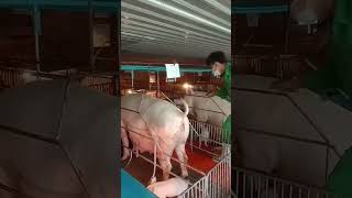 injection vaccine on sow FMD #pig #piglet #nhornoun #animal #pigs #sow #vaccine