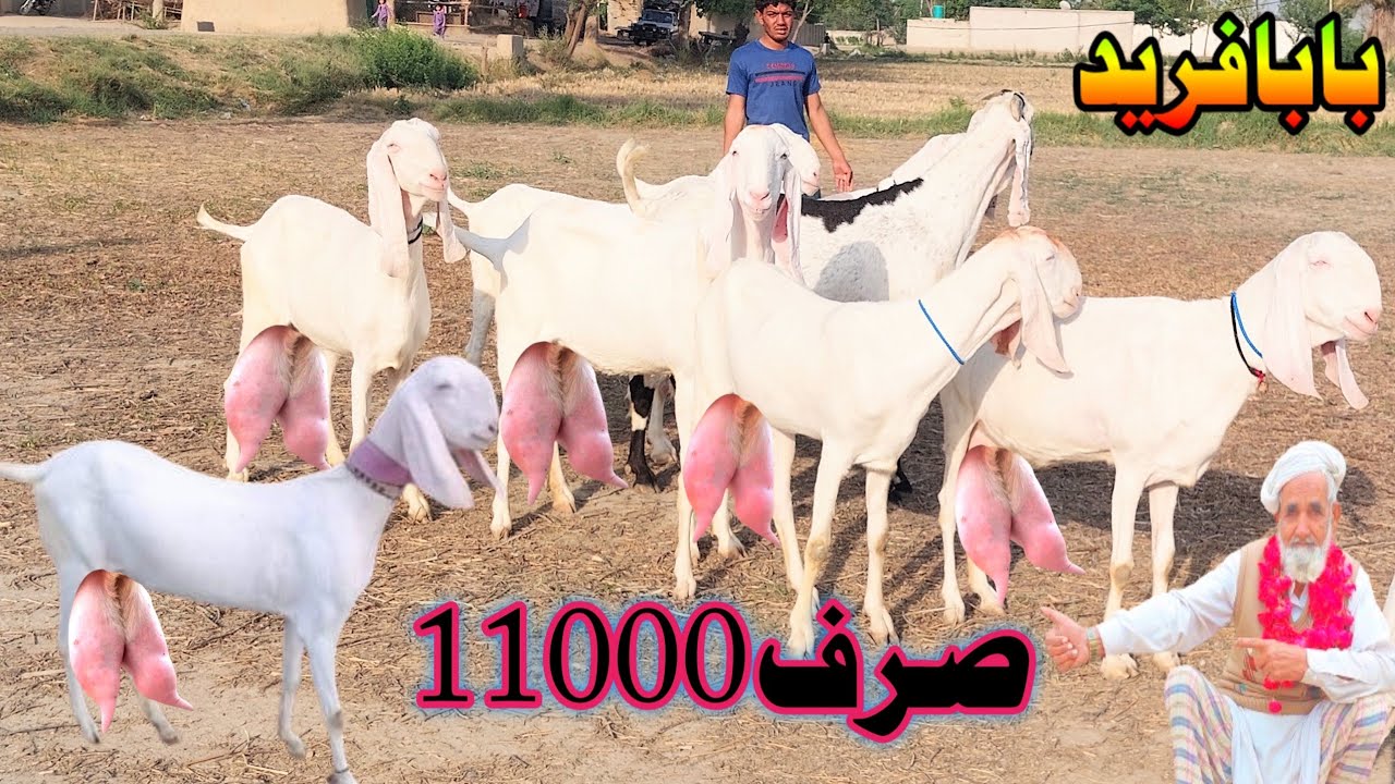 Pakistan Rajan pure rajan puri Bakriyan ghulabi bakriyan and umar goat farm goat ...