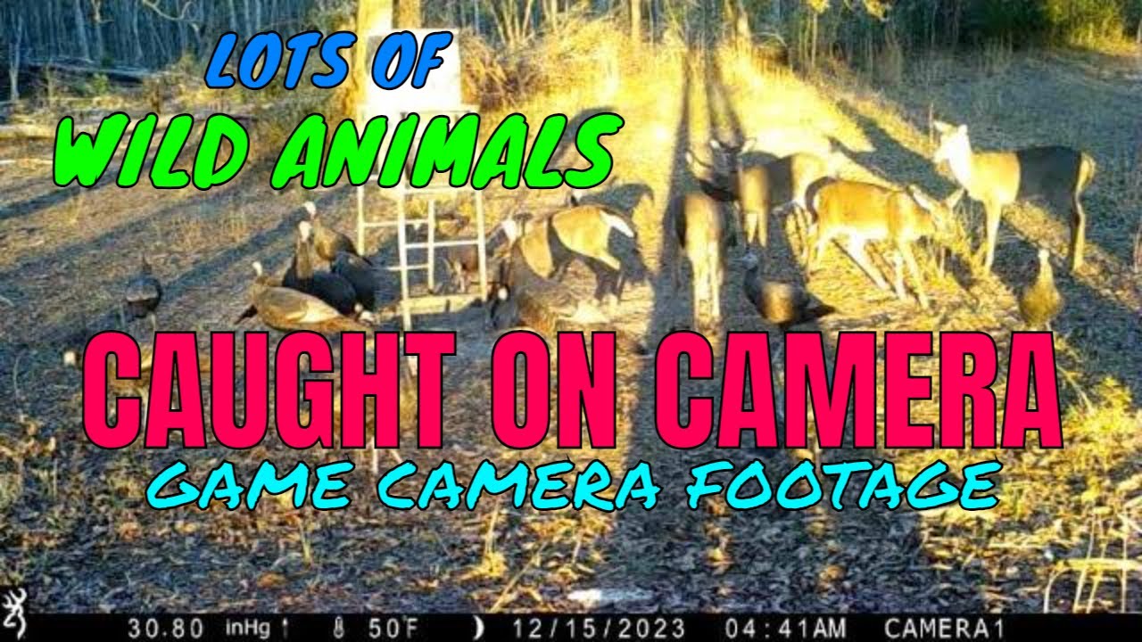 Animal Using Camera Captivating Game Camera Footage: Encounters With a Variety of Wild ...